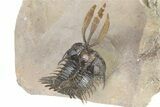 Trident Walliserops Trilobite - Exceptional Preparation #317774-2